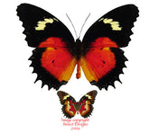 Cethosia hypsea hypsina (Malaysia)